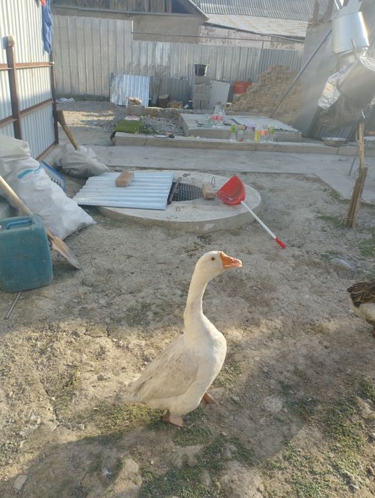 Гуси Обменяю на курей