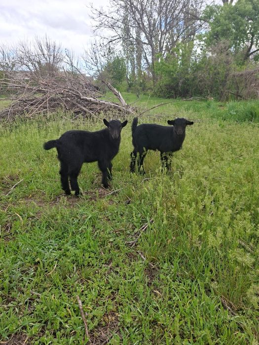 Теке лақ, козлята лақ еркек