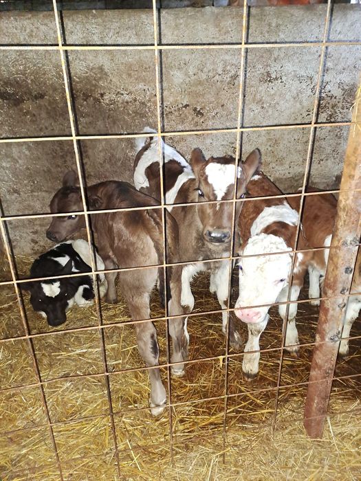 Vitei bălțați disponibili!