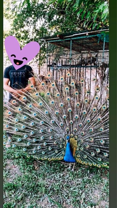 Павлин индийский белый