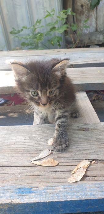 Отдам котят даром