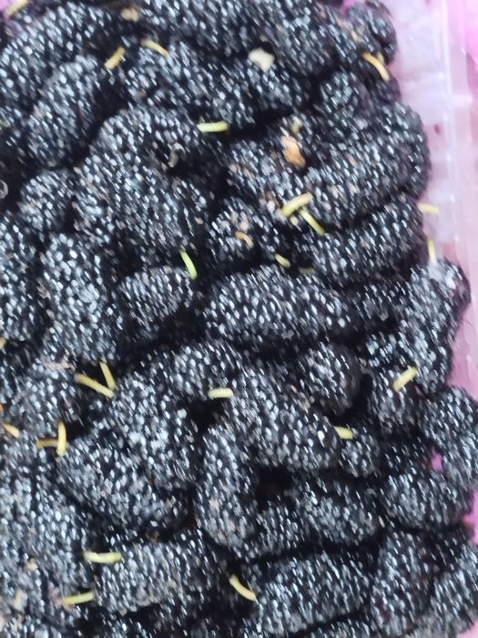 Тутовник месный двухлетка