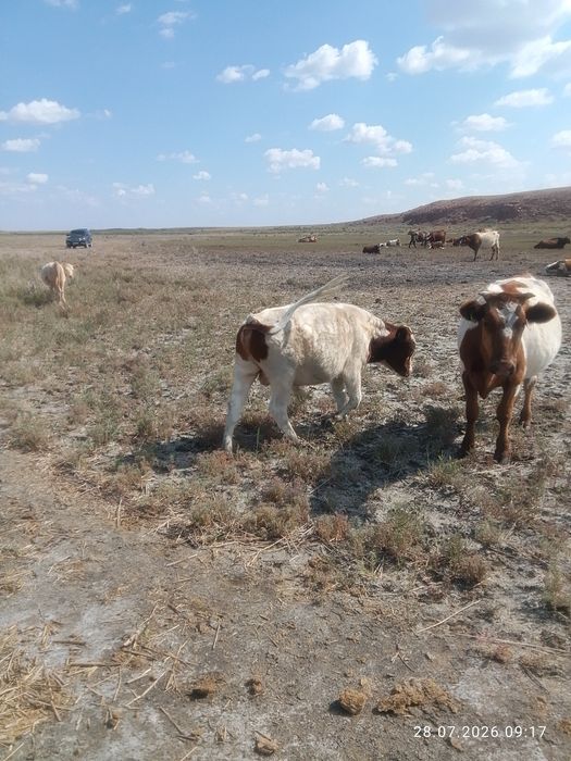 Бычкй на продажу