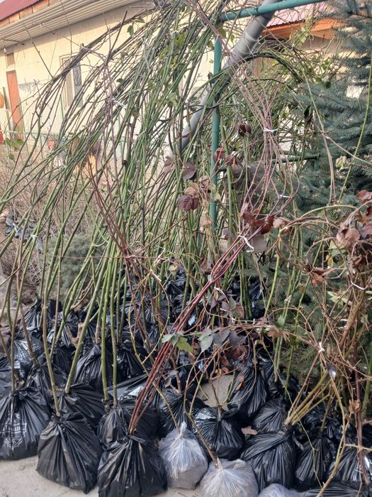 Продам кусты ежемалины