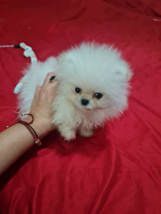 Померан мини женско