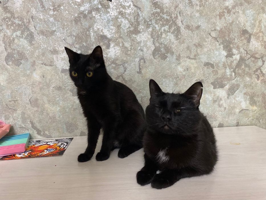 Отдам кота в хорошие руки