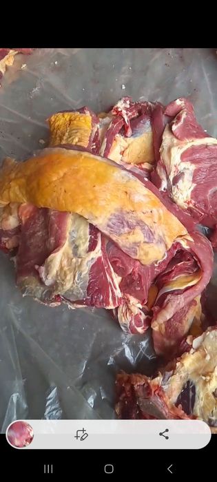 Продаются мясо говядины