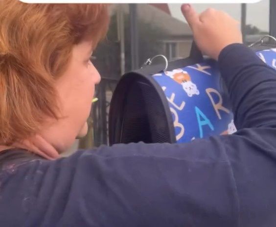 Кошки и собаки внимание