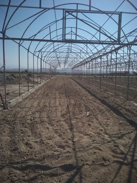 Harhl  turdag  tiplisa  tom  naveslar  quramz  tololar  kelishtrlgan h