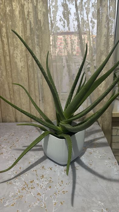 Гүлдер сатылады..