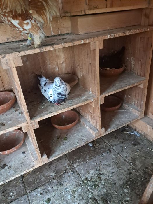 Vând Porumbei de rasă Kingi