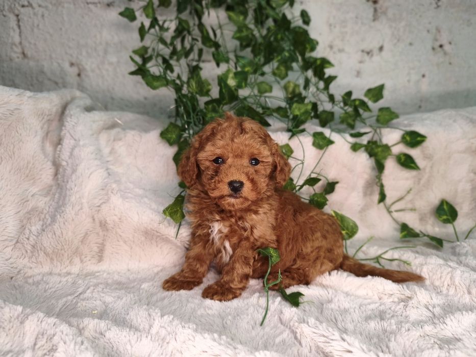 Vand baietel Pudel rosu toy/mini