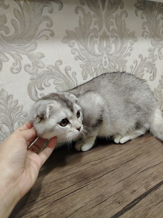 Продаётся котик серебряный шиншилла