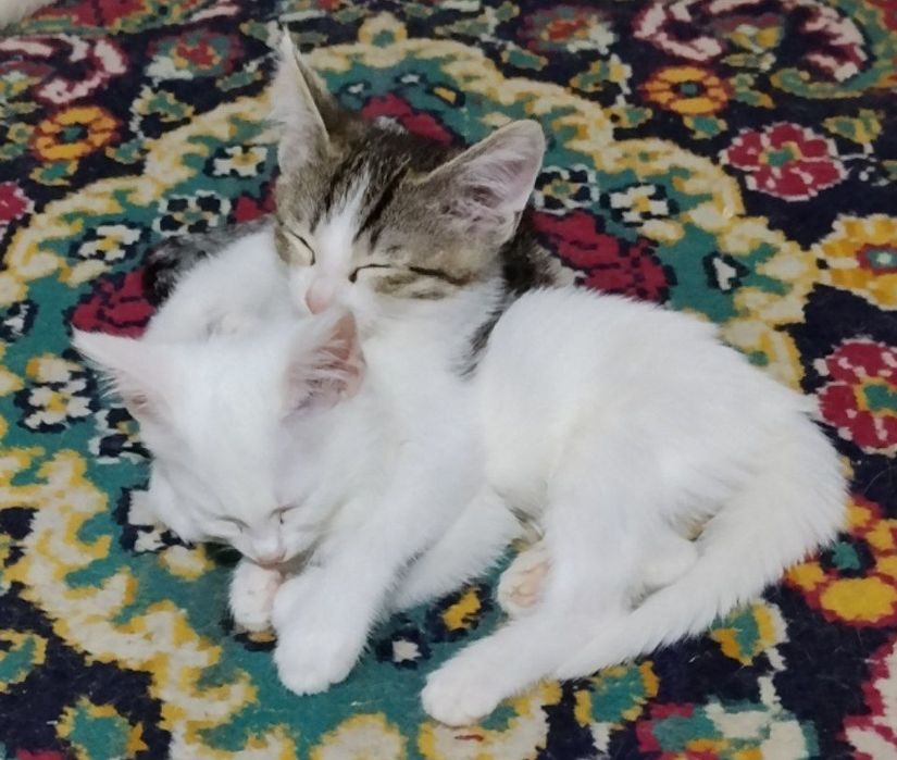 Отдам котят в хорошие ручки