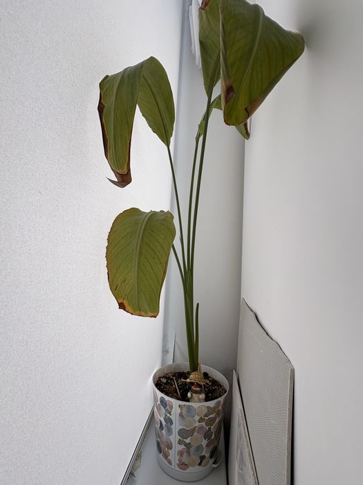 продам монстеру дубия и стрелицию