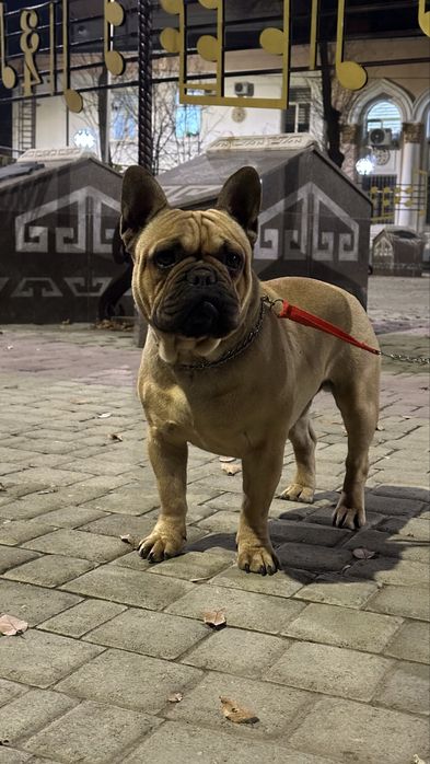 ВЯЗКА Французский бульдог