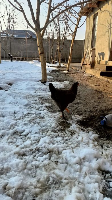 Қазақы брама аралас