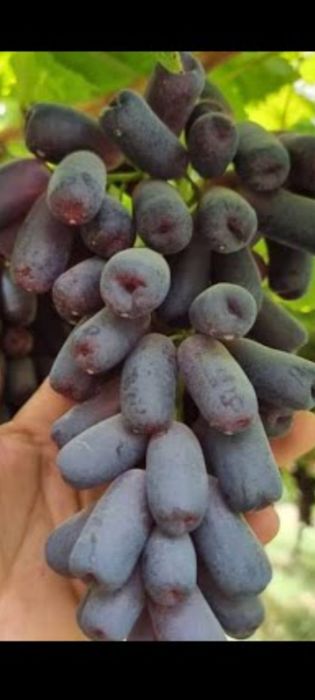 Mevali dekarativniy kochatlar Olma, Nok , Gilos ,Uzum avatar boshqalar