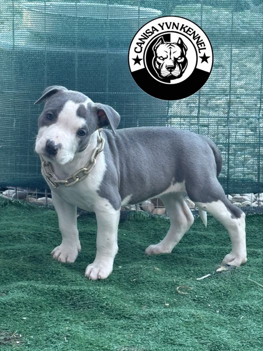 Amstaff blue.