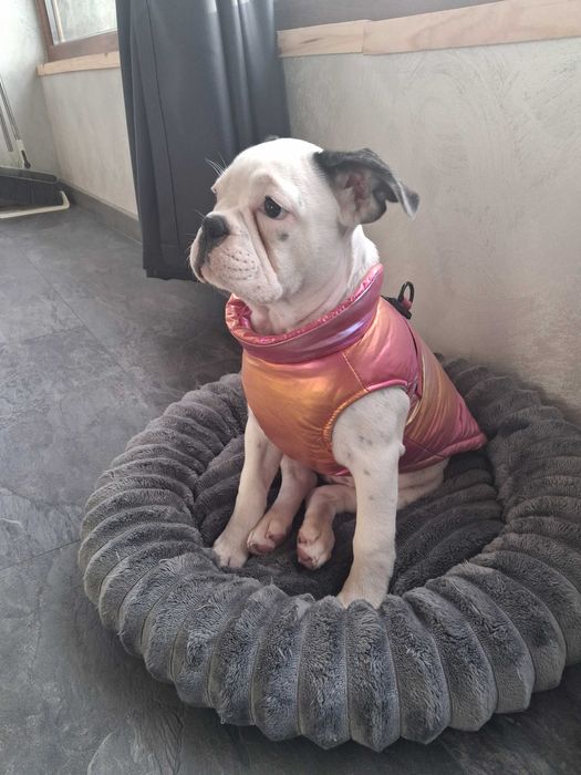 Френски булдог на 5 месеца