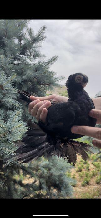 Голубка 2 года плод есть 100%