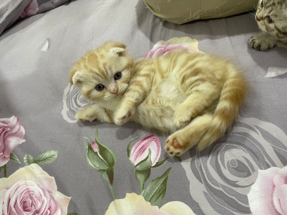 Британские котята