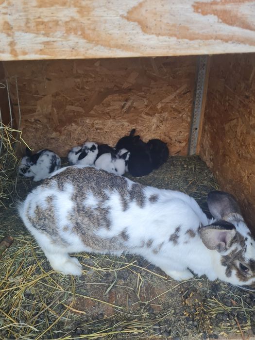 Vând iepuri fluture german