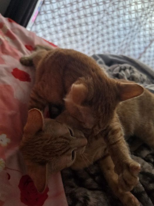 GARFIELD & LUNA își caută o familie – Adopție împreună