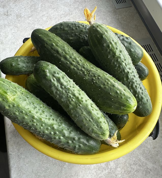 Продам домашние огурцы