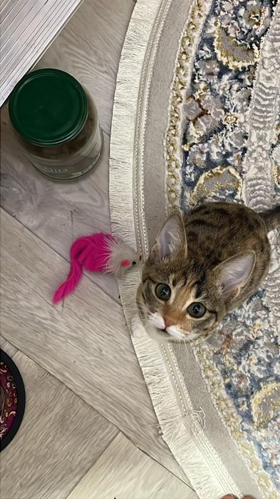 Котенок (девочка)