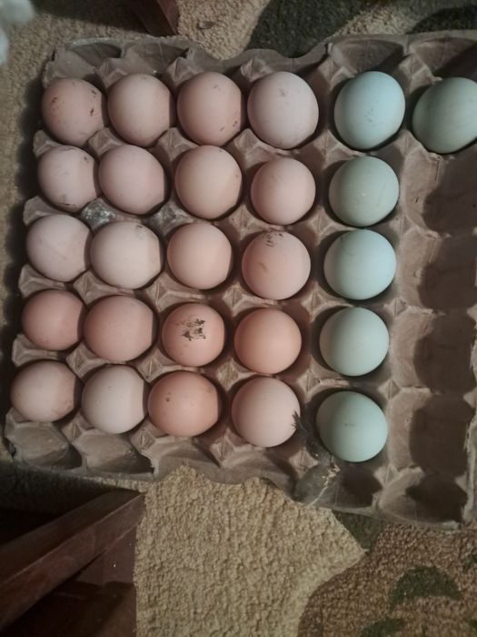 Йнкубацйонные яйца