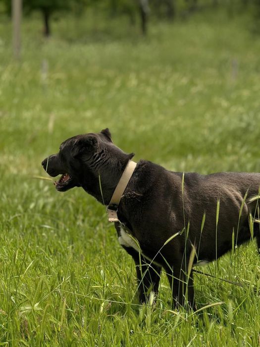Собака Прада в ответственные руки