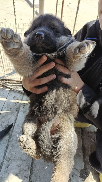 Немецкая овчарка