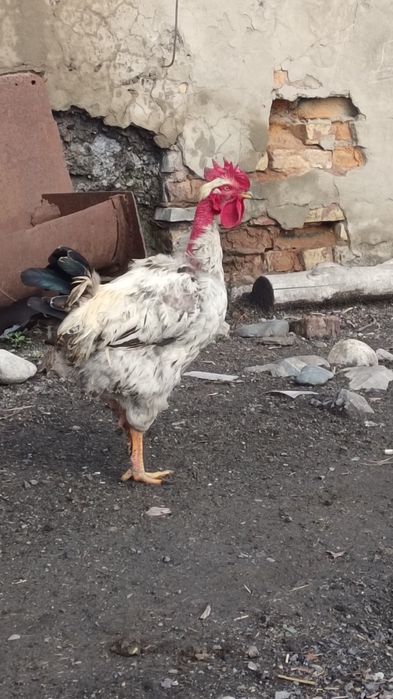 Бір жасар қораздар