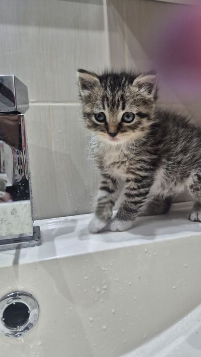Женско котенце за осиновяване