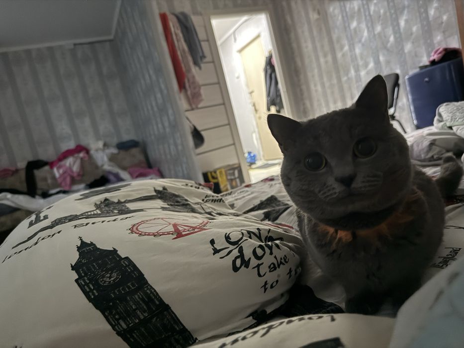 Кот отдам хорошие руки