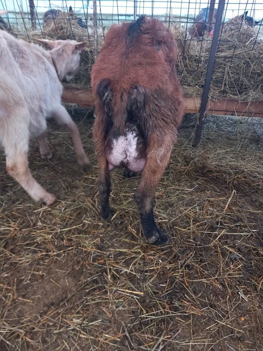 Vand    9  capre sannen și alpina