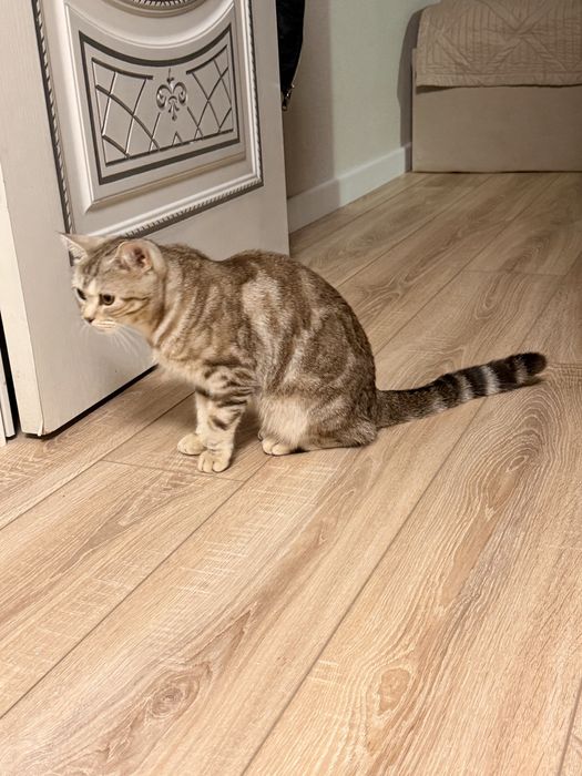 Кошка кистокровная британка