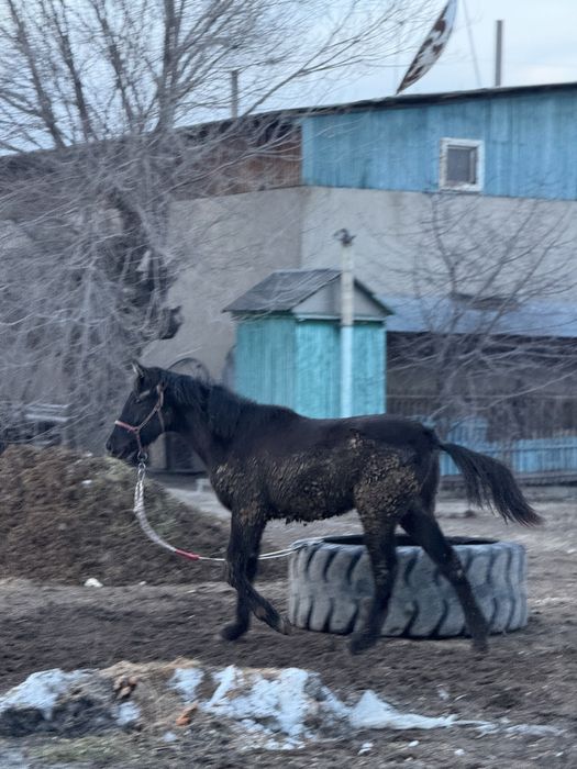 Продам жеребёнка 8 месяцев
