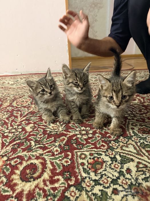 Котёнок мушук mushuk bolasi