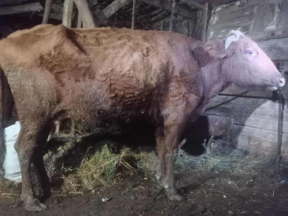 Bug‘o‘z 3-QORIN 6 oylik.