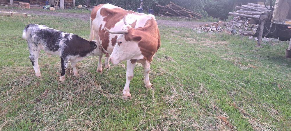 Vand vaca cu vitel
