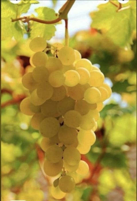 Vând struguri de vin