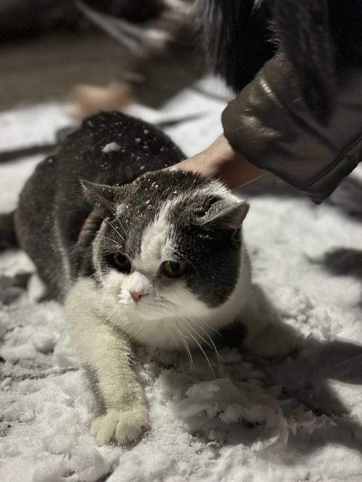 Кот на ВЯЗКУ срочно 300 тысяч или договор.