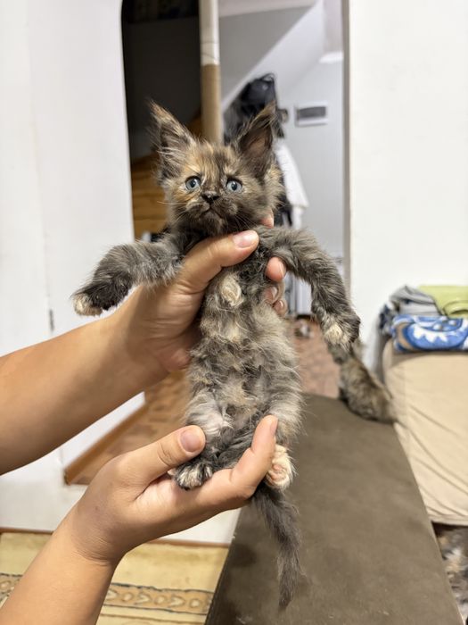 Котята Мейн-Кун 1,5 месяцев