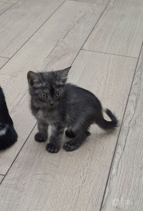 Котенок мальчик 1,5 месяца