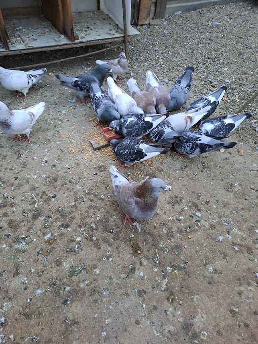 Vând porumbei standard