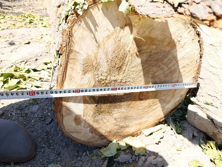 Продам тополь на дрова.