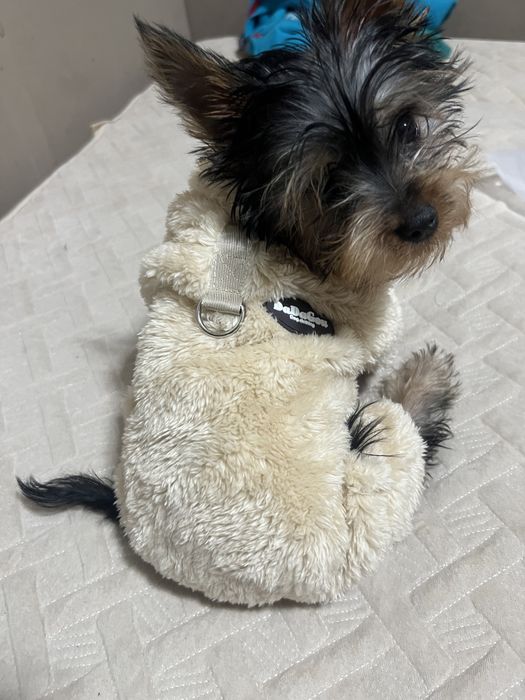 Йокширский терьер