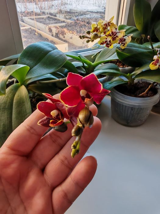 Фаленопсис Азиат